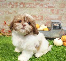 Shih Tzu