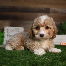 Cavapoo