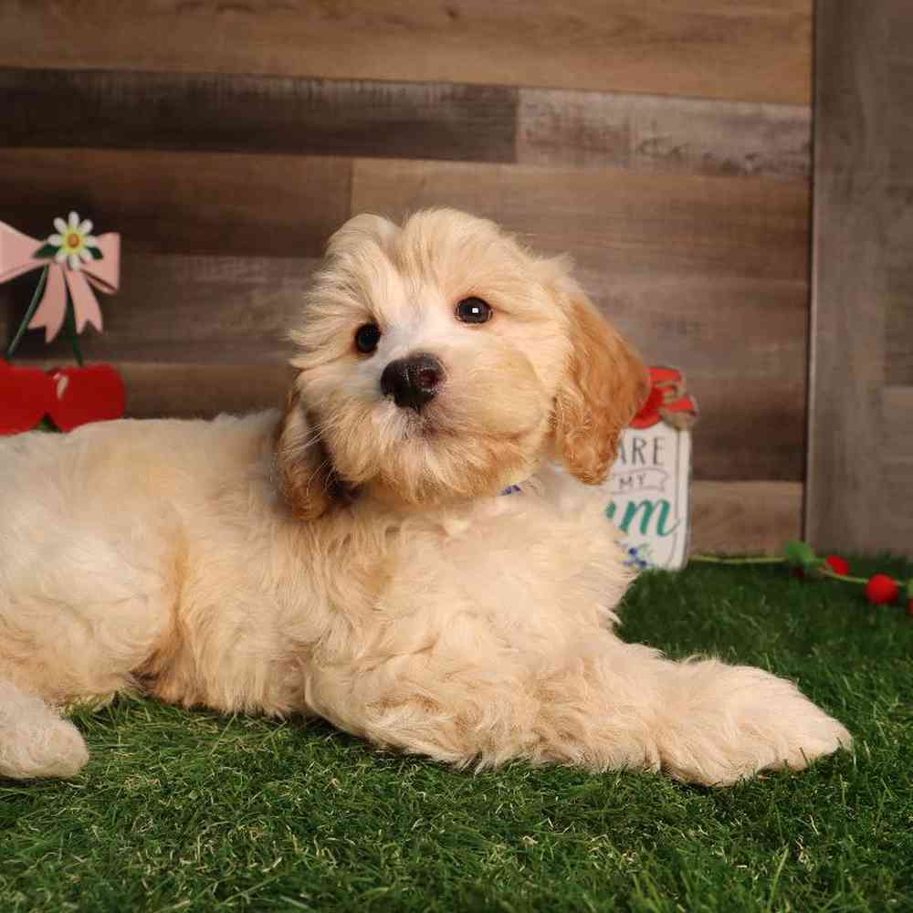 Male Cockapoo Puppy for Sale in Blaine, MN