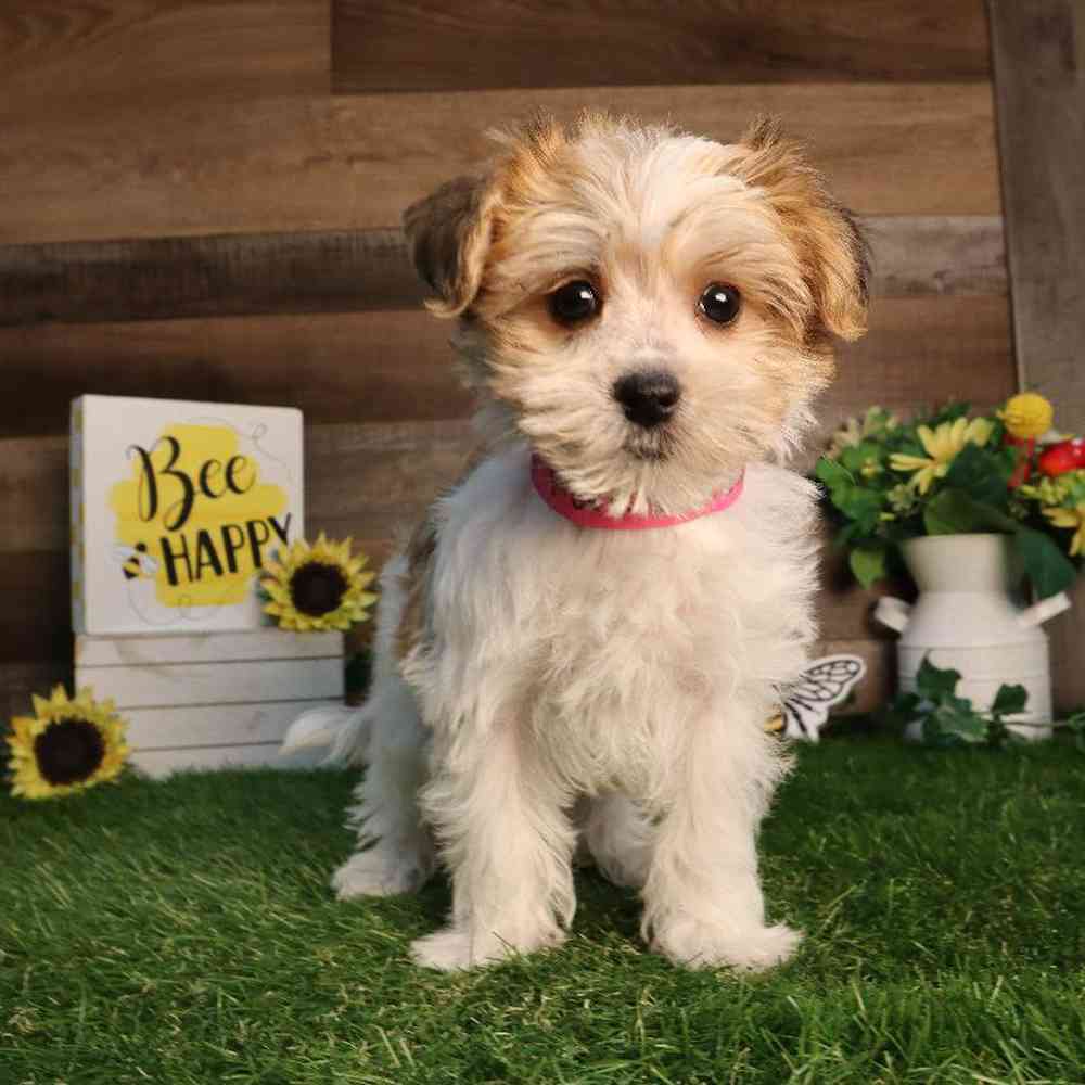 Female Morkie Puppy for Sale in Blaine, MN