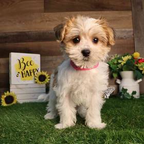 Morkie