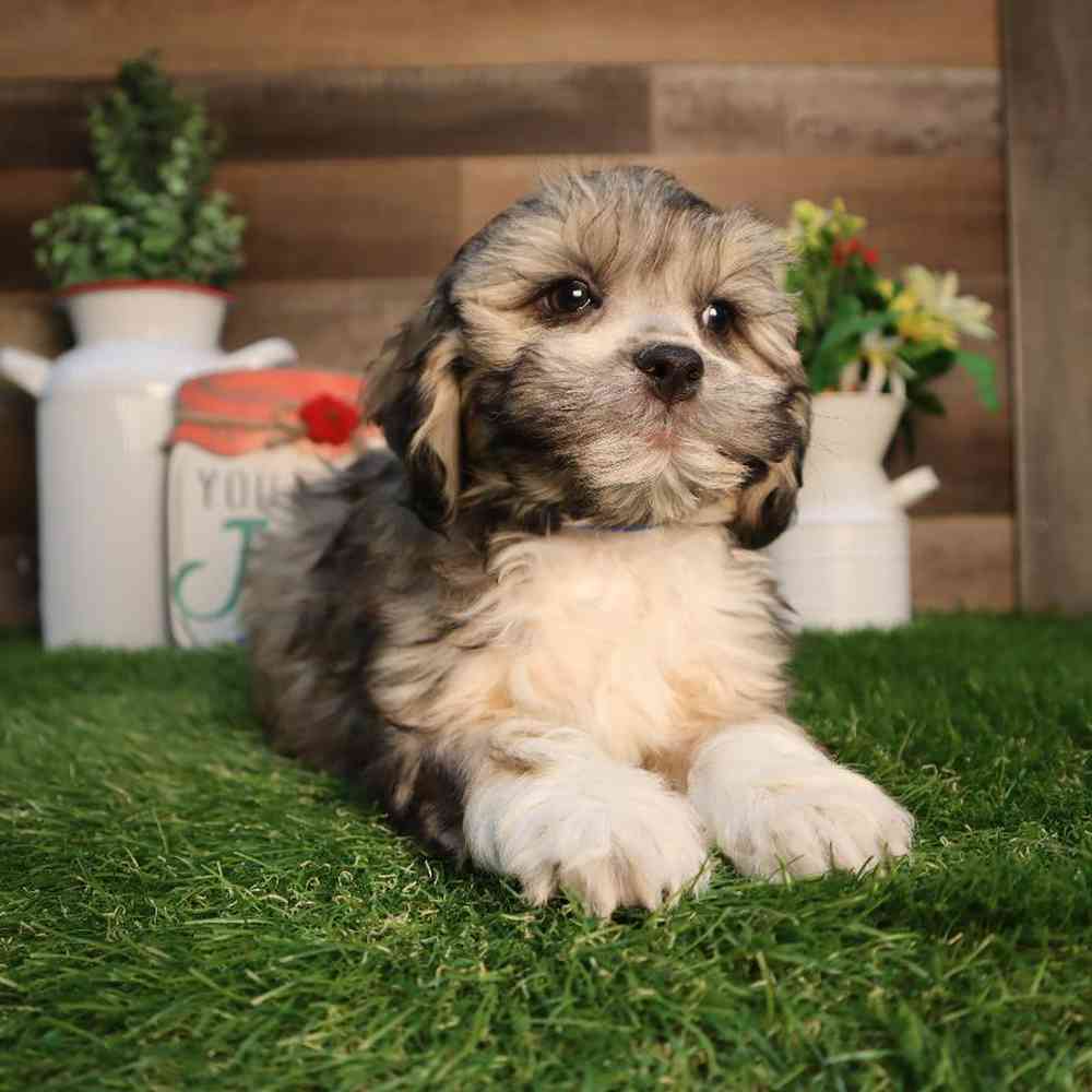 carousel pet images