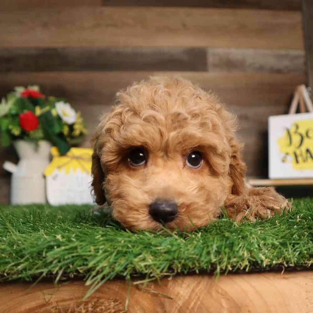 carousel pet images