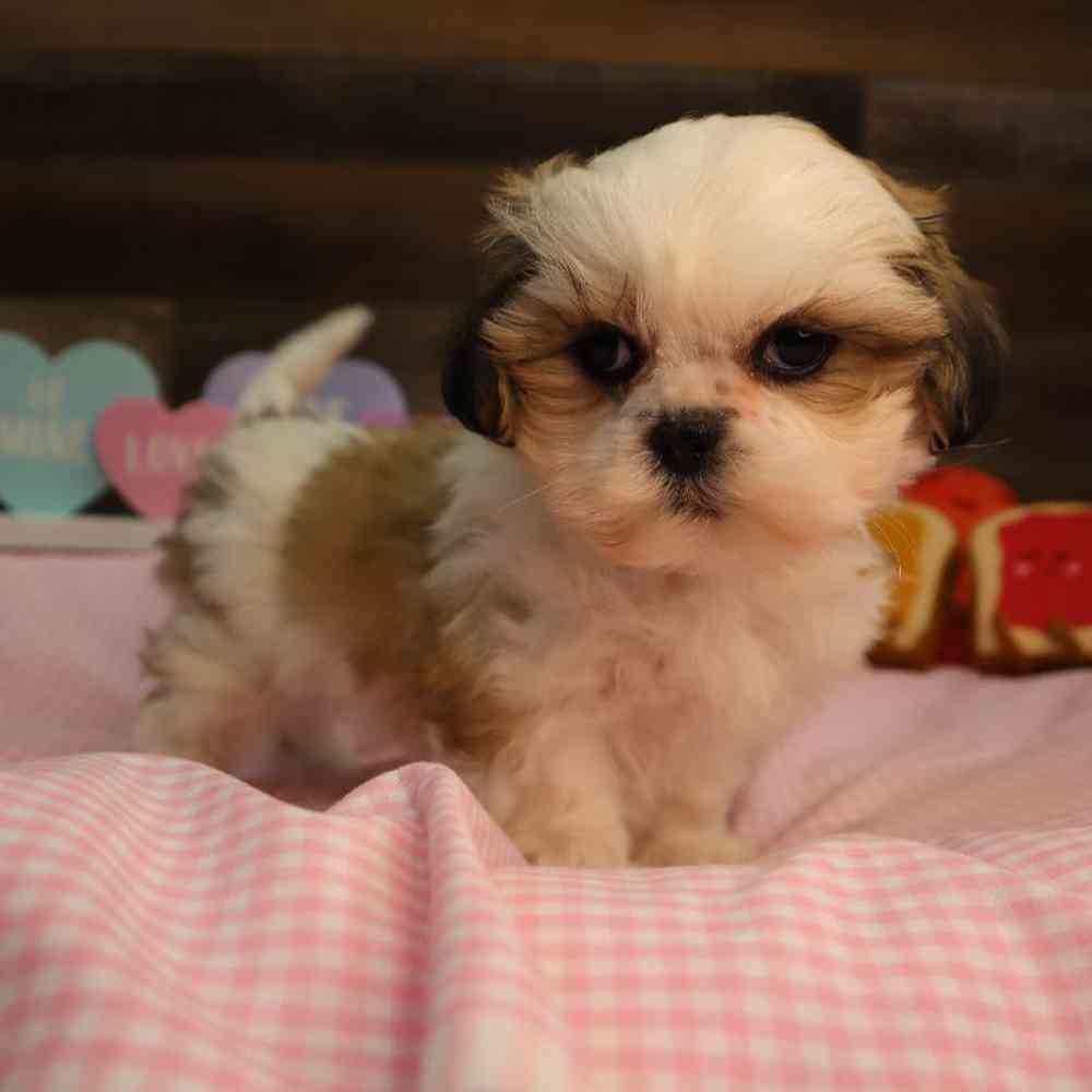 carousel pet images