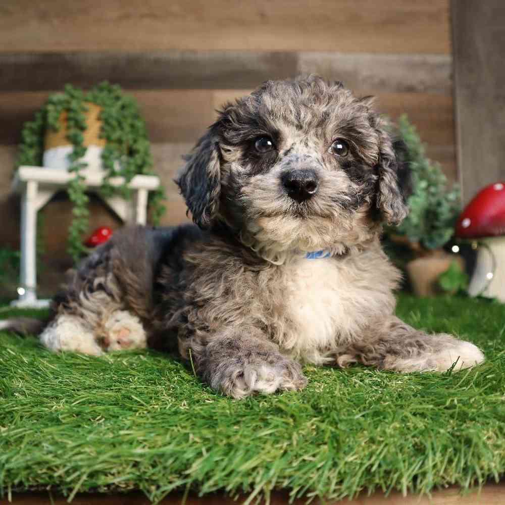Image of a pet breed in the gallery