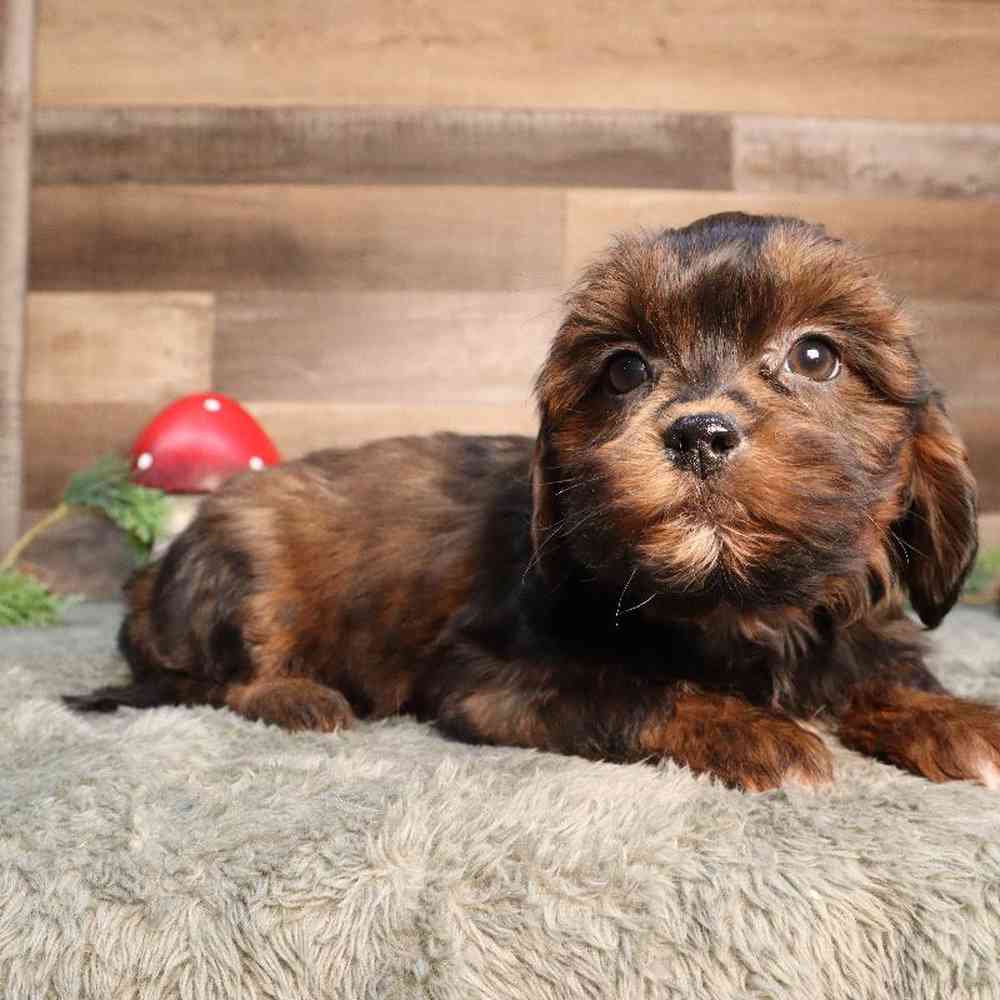 Shipoo Puppy for sale - Four Paws and a Tail