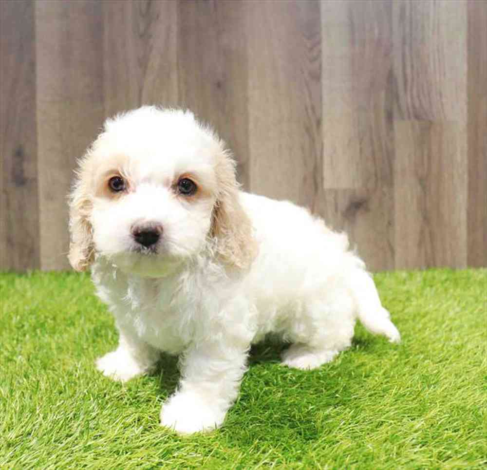 carousel pet images