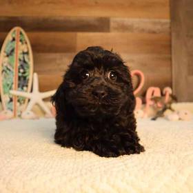 Bichon-Poo