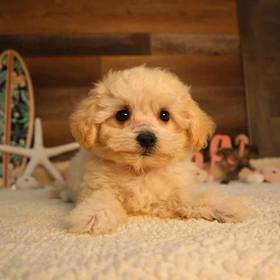 Maltipoo