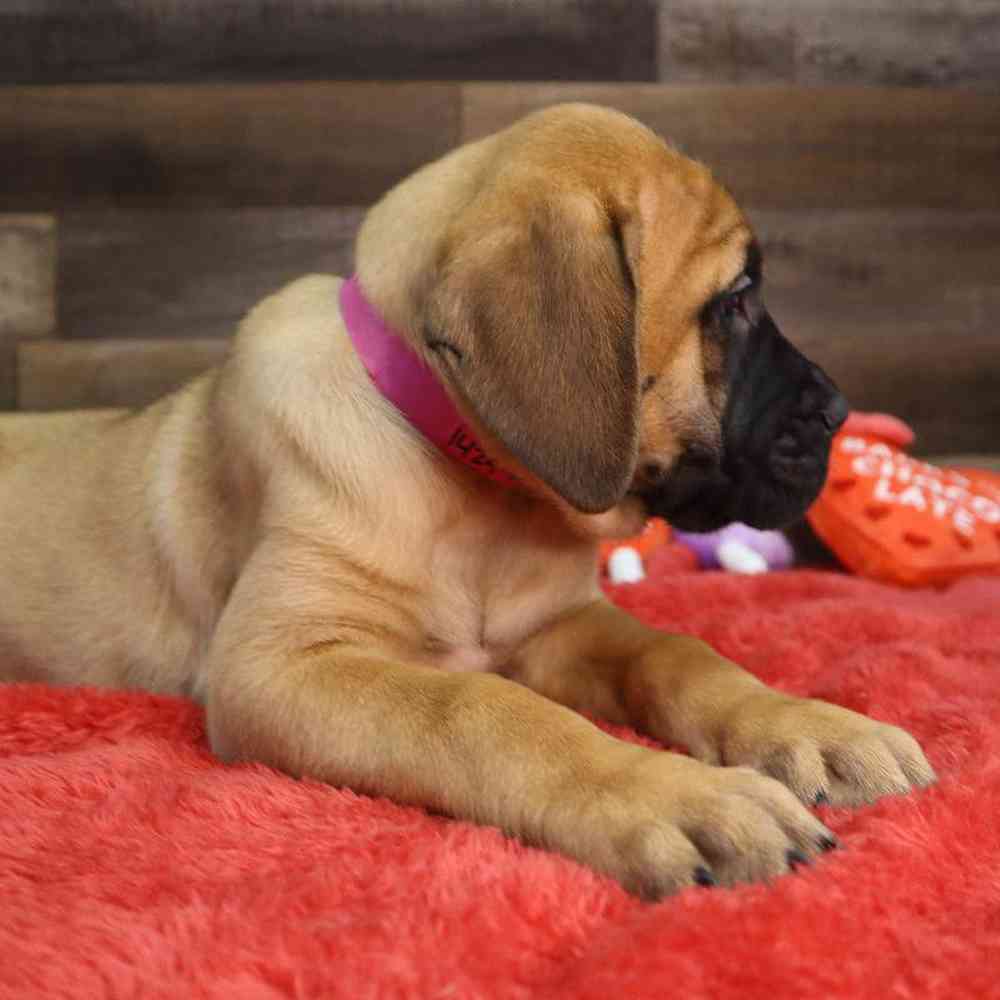 Female Bull Mastiff Puppy for Sale in Blaine, MN