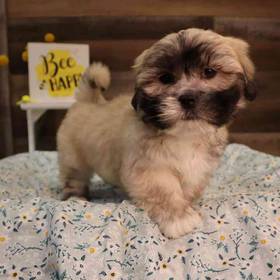 Lhasa Apso