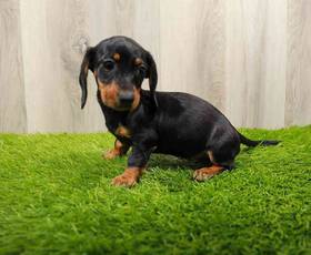 Dachshund