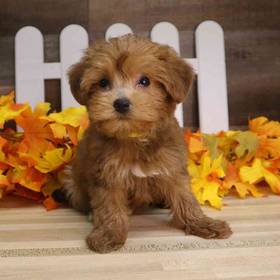 Bichon-Poodle-Yorkie