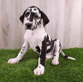 Great Dane