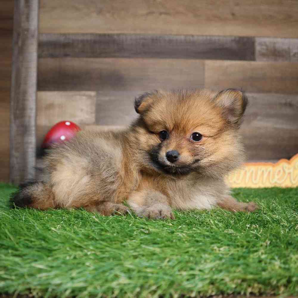 carousel pet images
