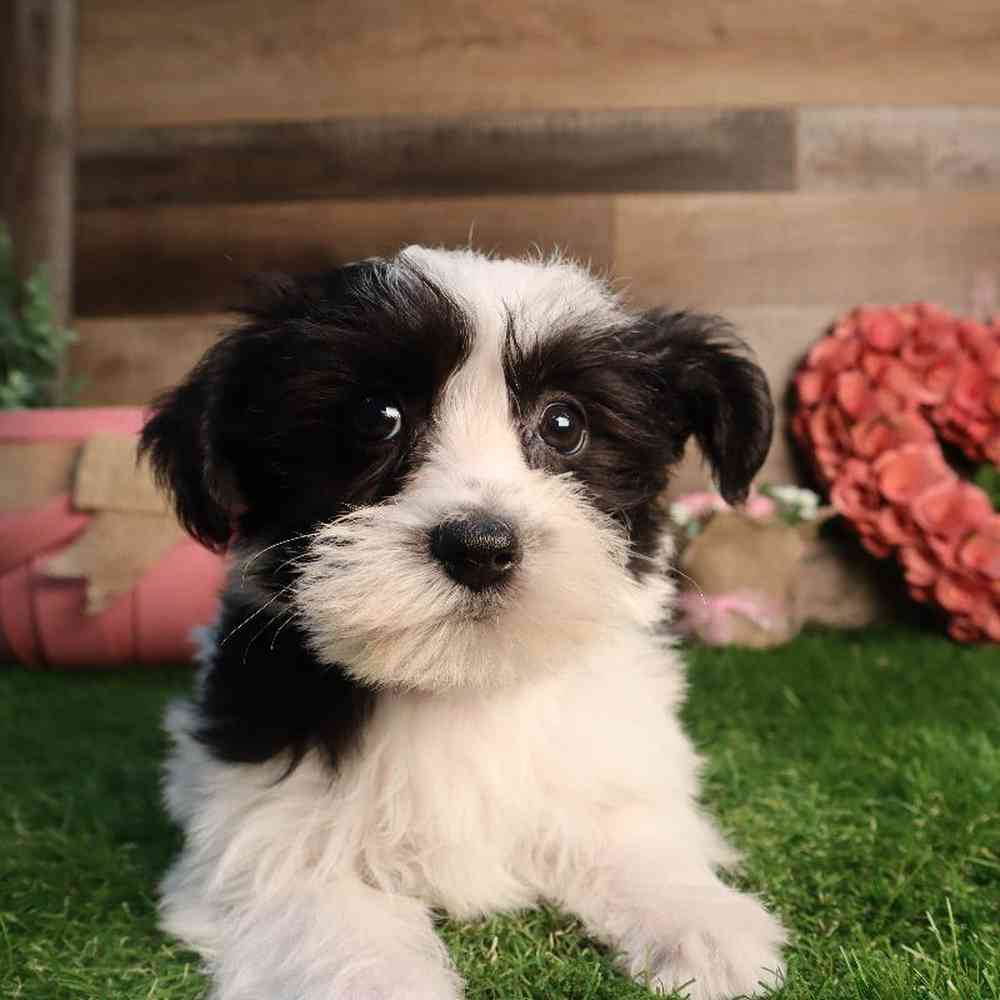 carousel pet images