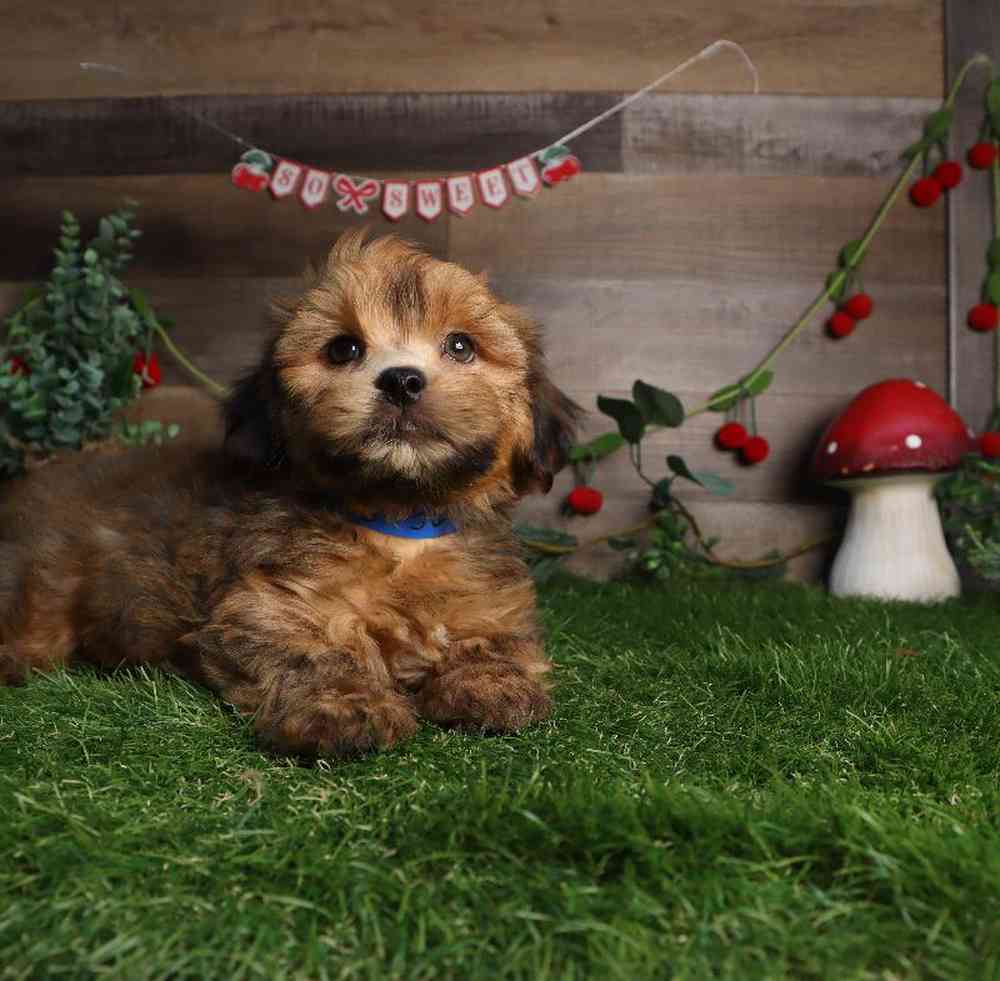 carousel pet images