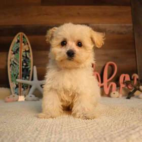 Maltipoo