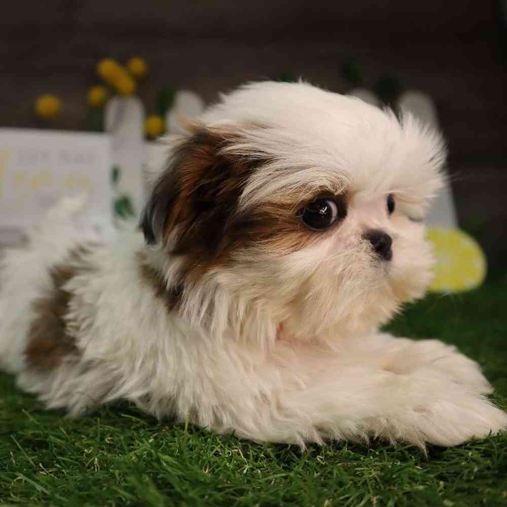 carousel pet images