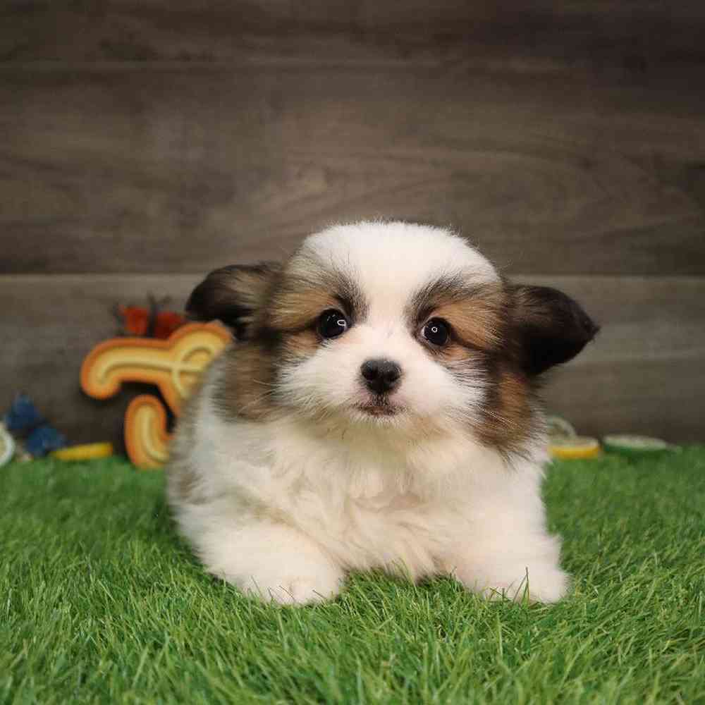 carousel pet images