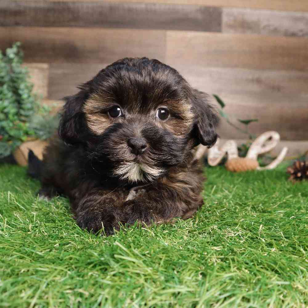 Image of a pet breed in the gallery