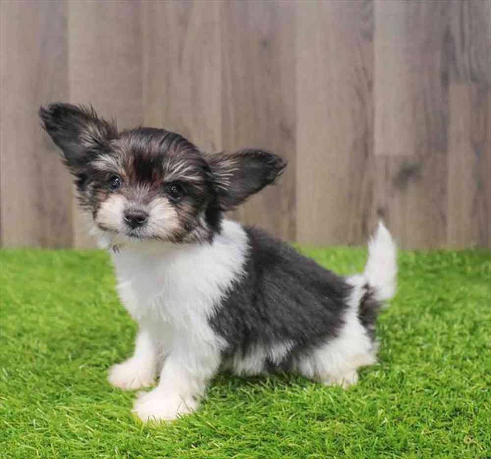 carousel pet images