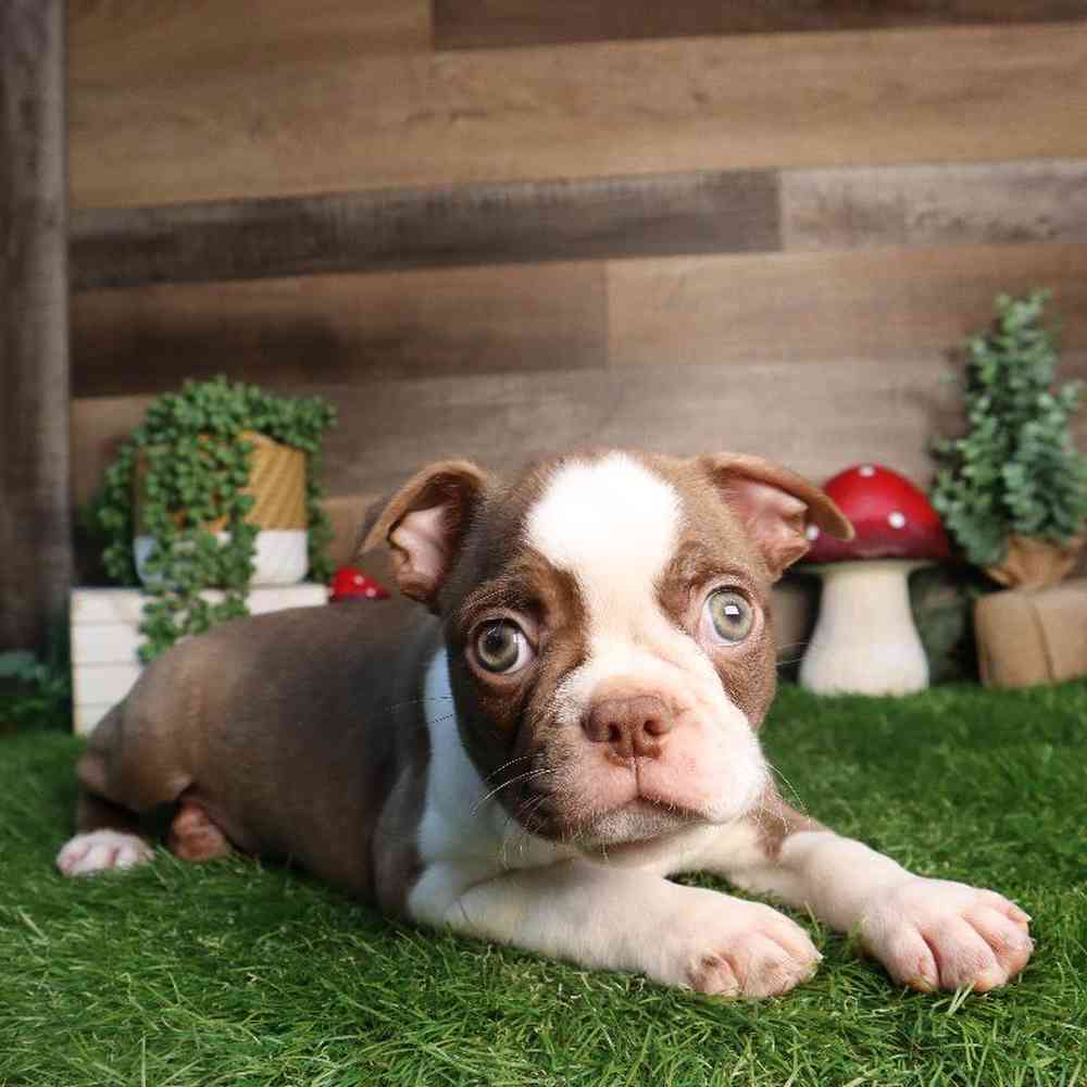 carousel pet images