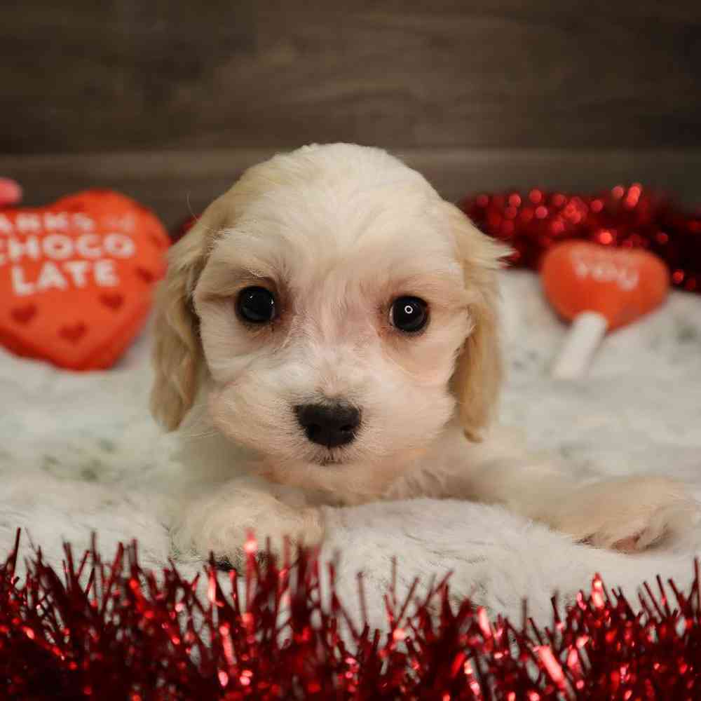 Male Cavachon Puppy for Sale in Blaine, MN