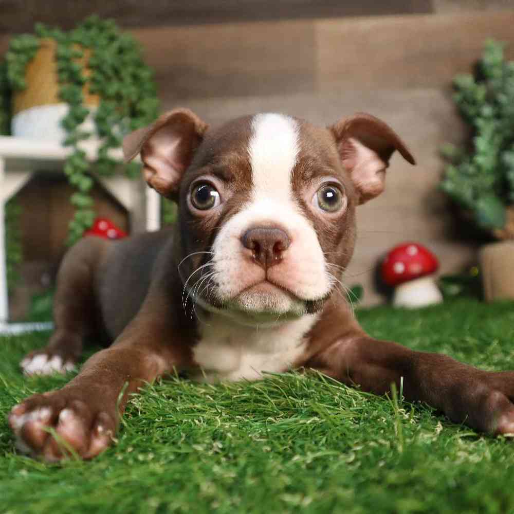 Image of a pet breed in the gallery
