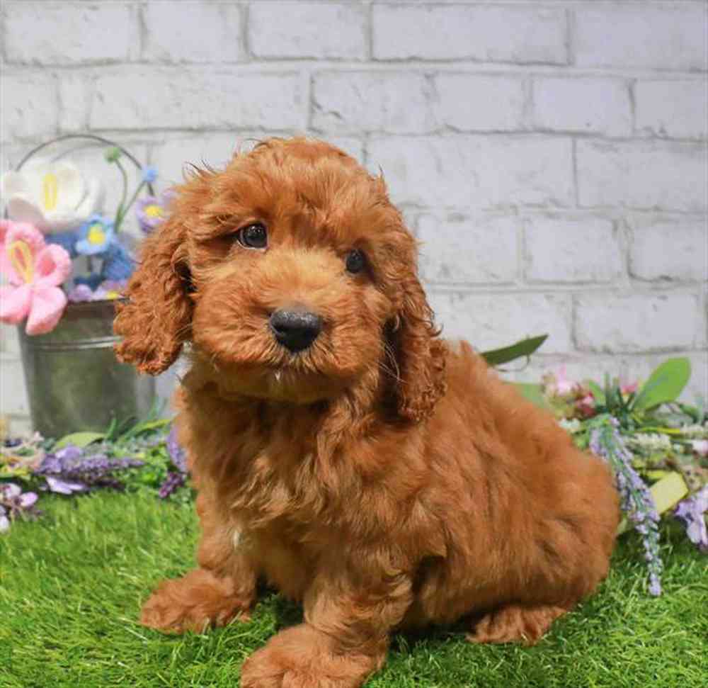 carousel pet images