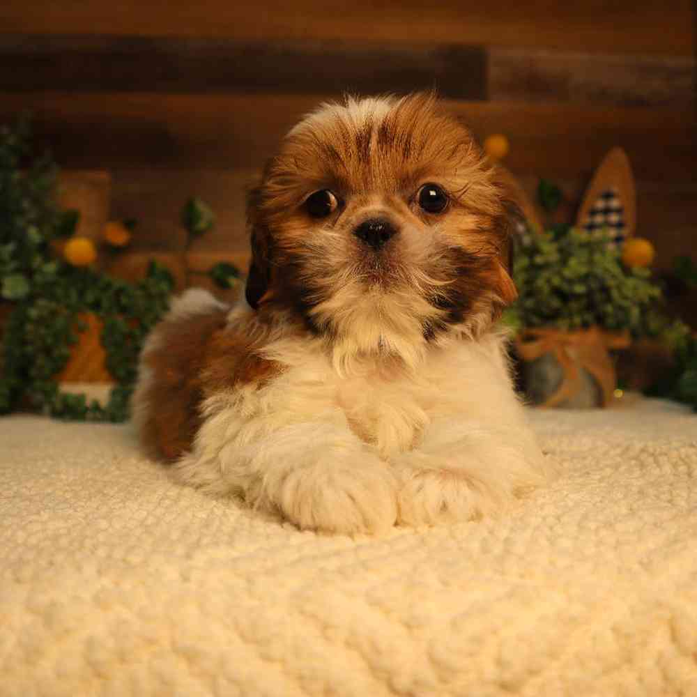 Male Shih Tzu Puppy for Sale in Blaine, MN