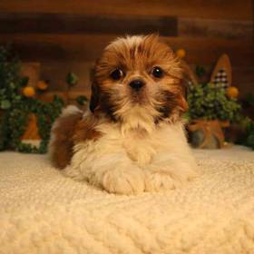 Shih Tzu