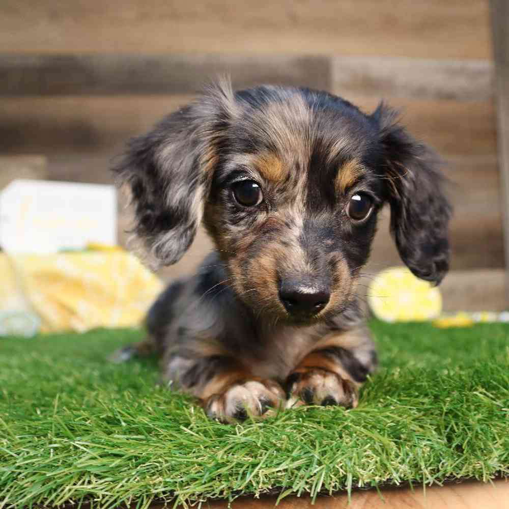 carousel pet images