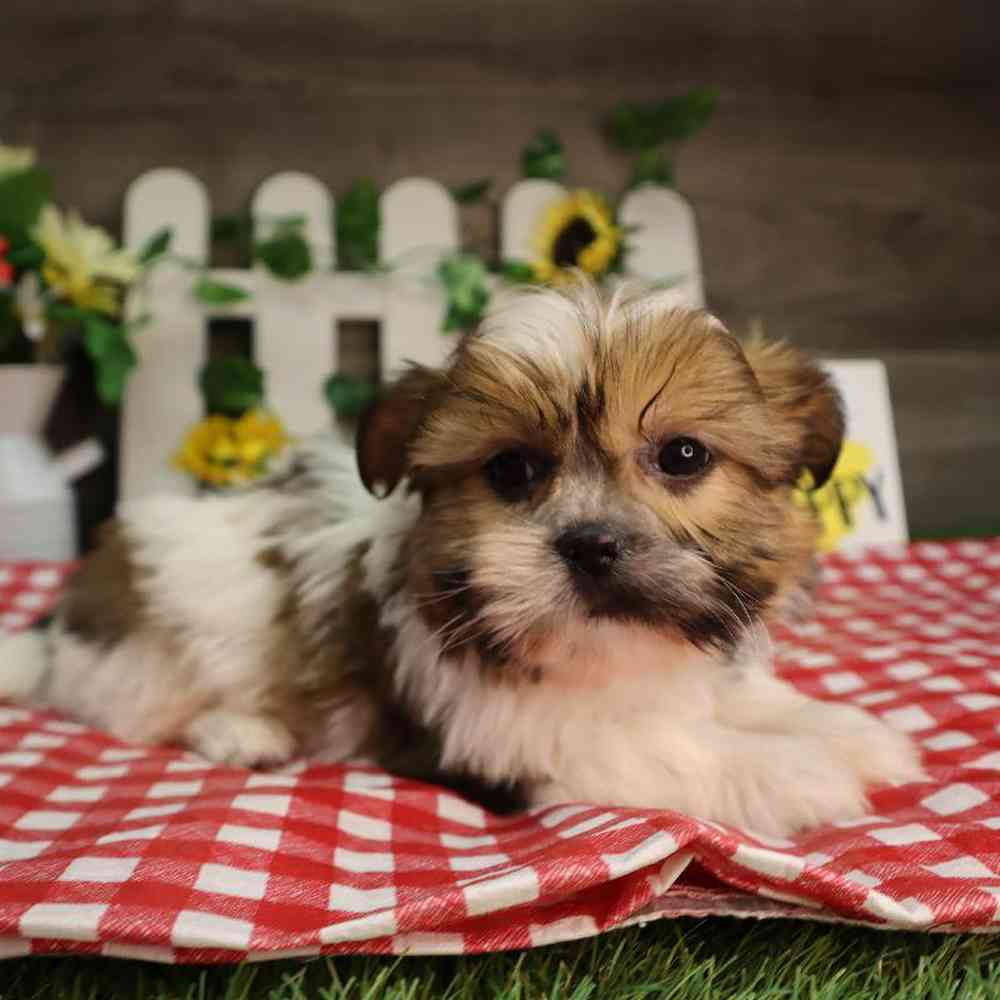 carousel pet images