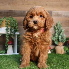 Mini Goldendoodle 2nd Gen