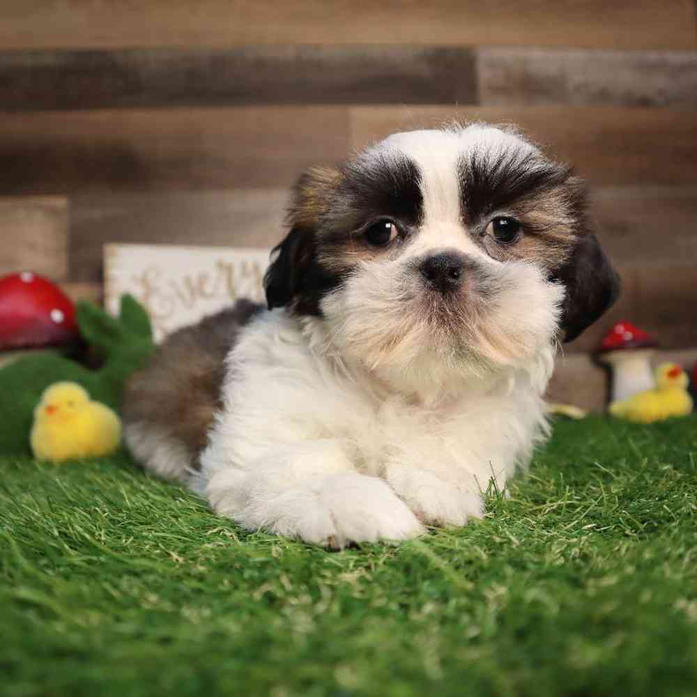 carousel pet images