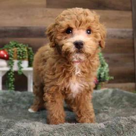 Mini Goldendoodle
