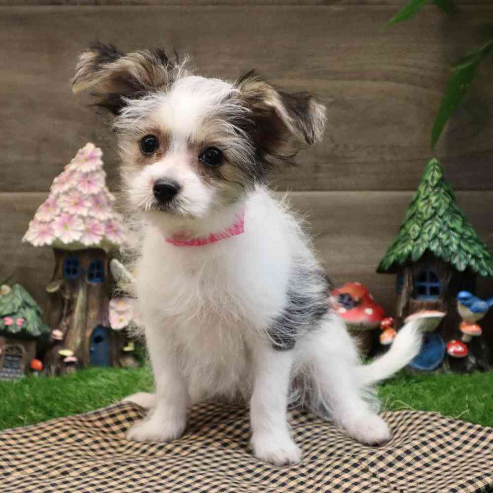 carousel pet images