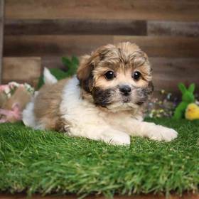 Teddy Bear