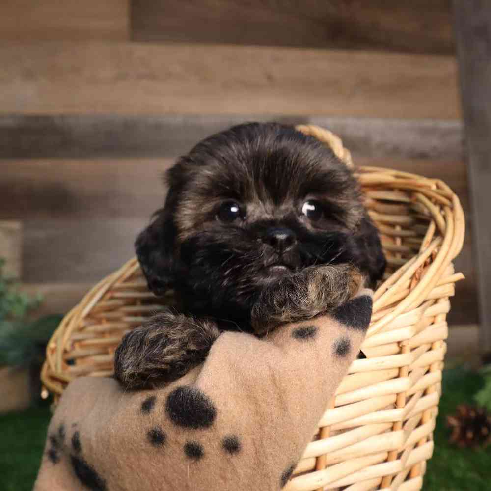 carousel pet images