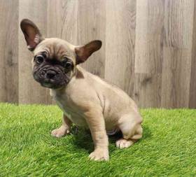 French Bulldog