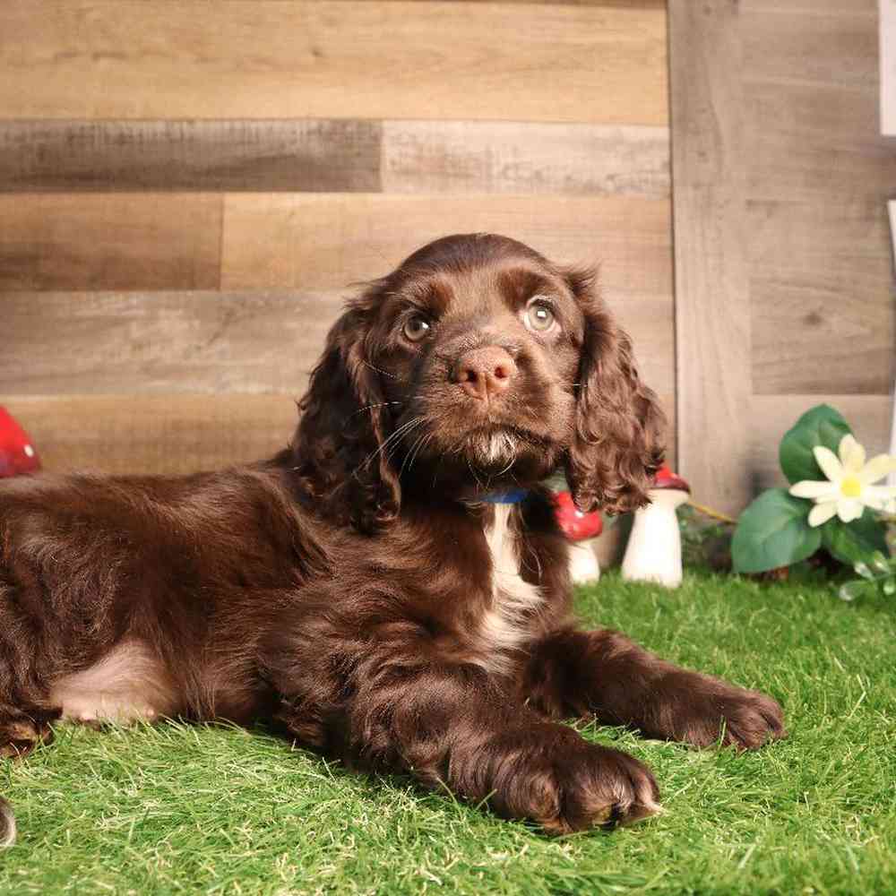 Male Cocker Spaniel Puppy for Sale in Blaine, MN