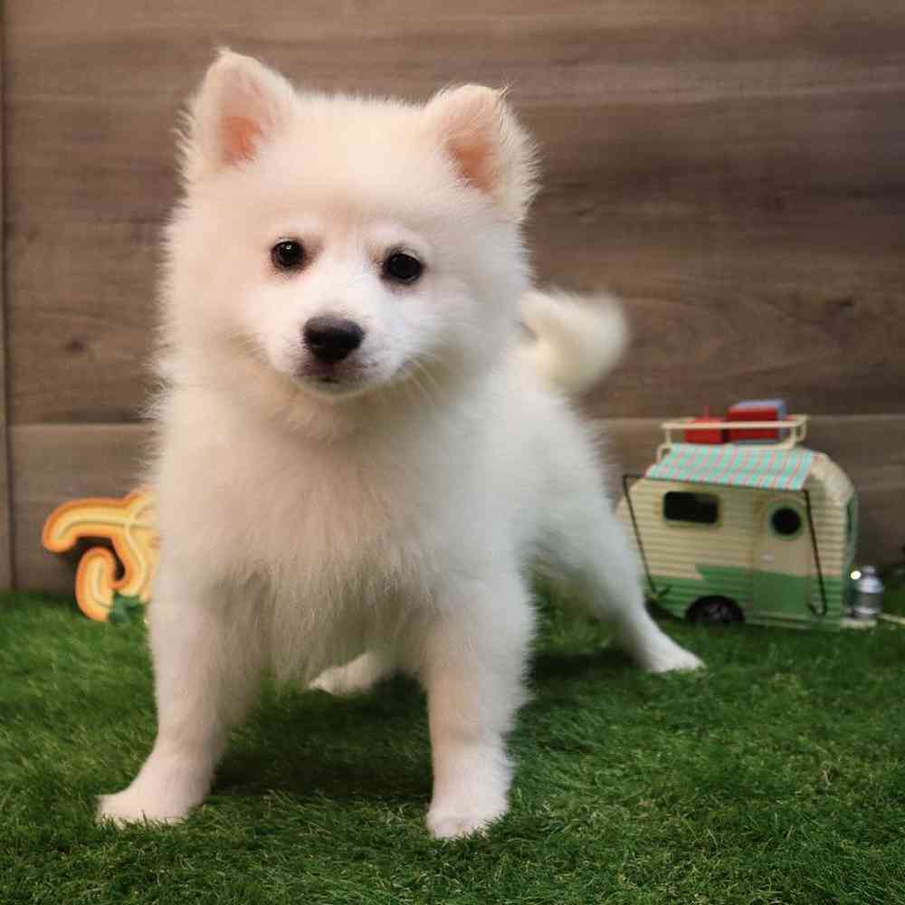 carousel pet images