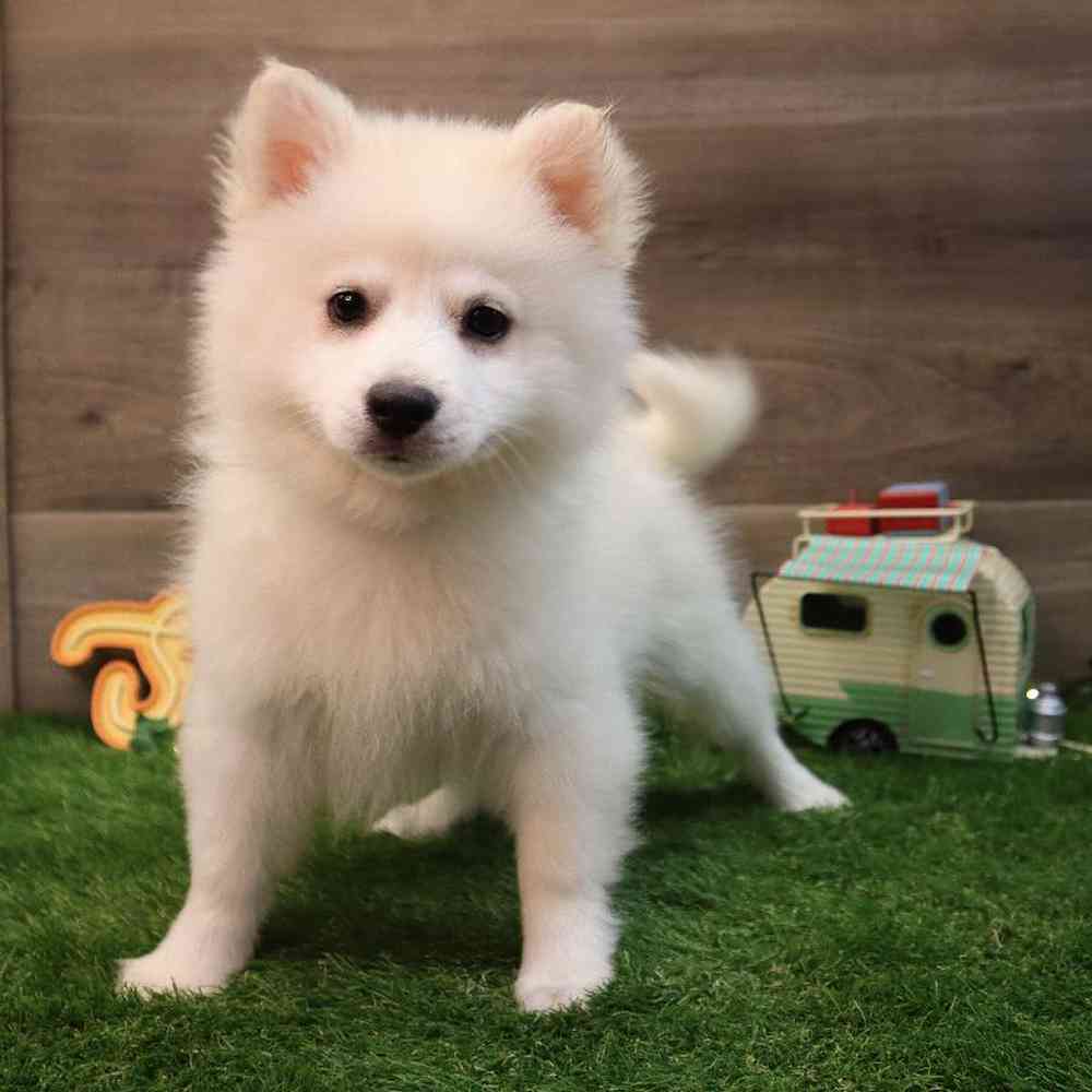 Female American Eskimo Puppy for sale