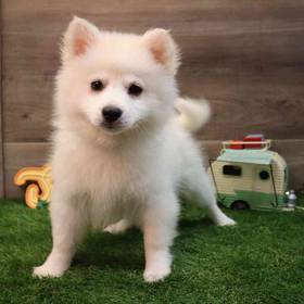 American Eskimo