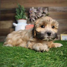 Shipoo