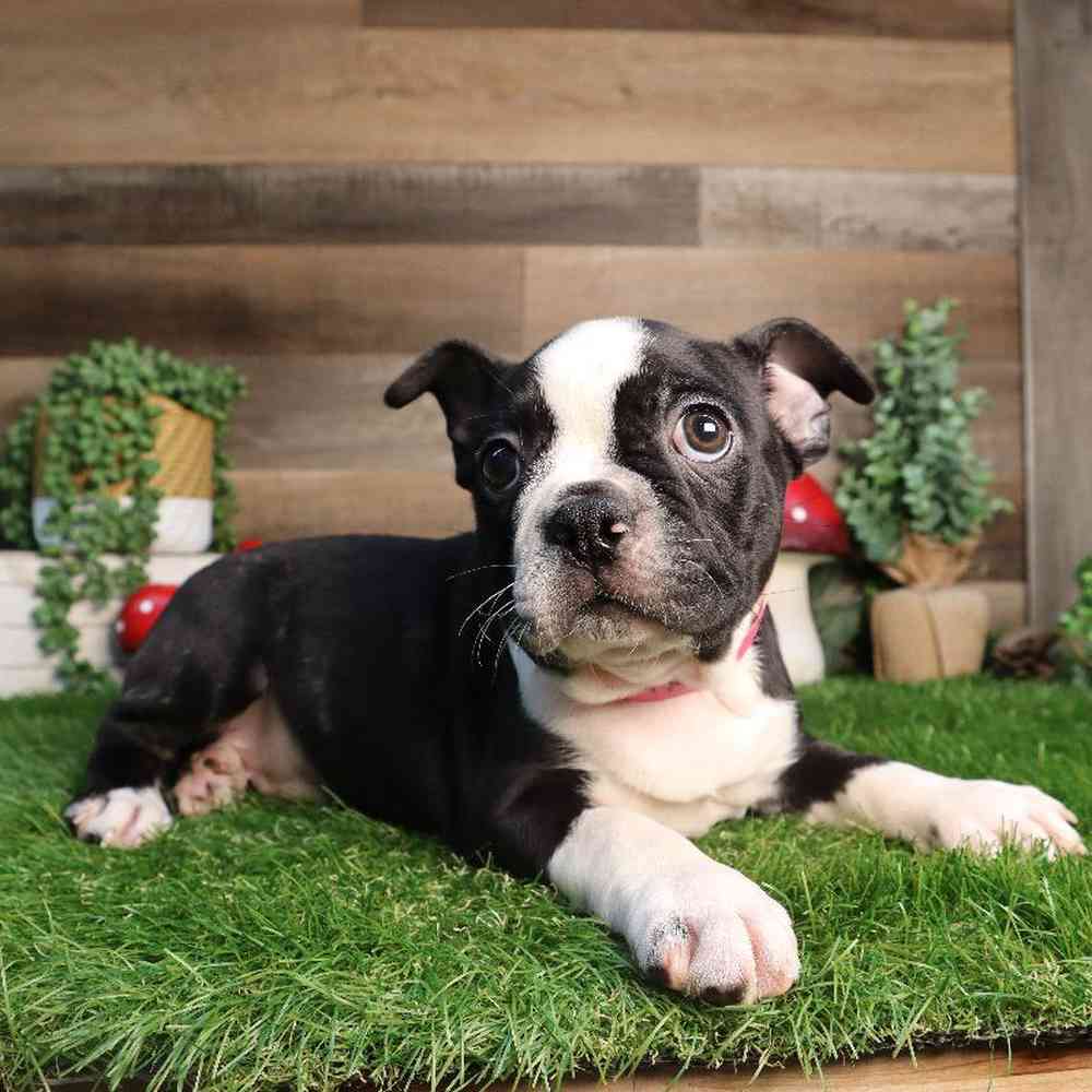 Image of a pet breed in the gallery