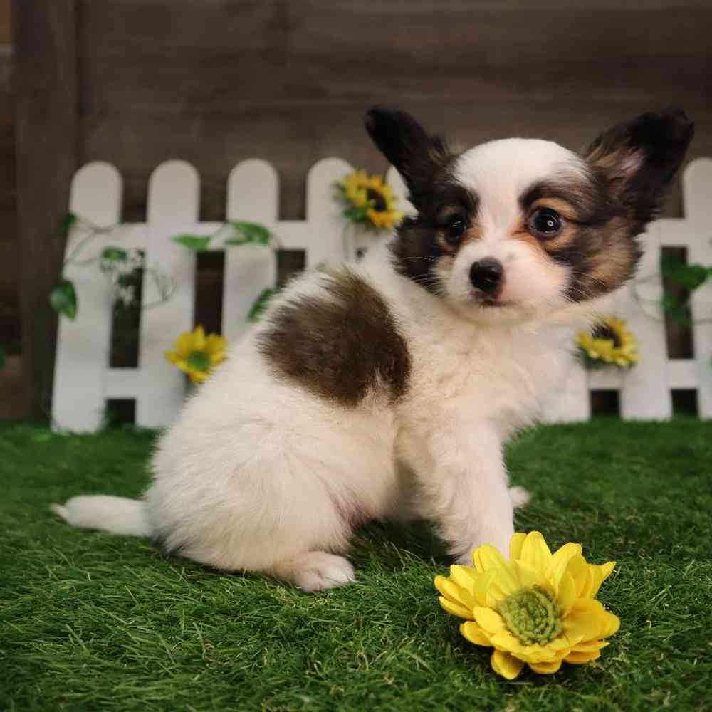 carousel pet images