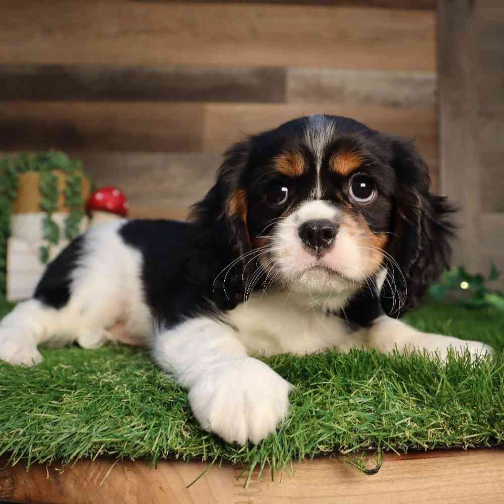 Male Cavalier King Charles Spaniel Puppy for Sale in Blaine, MN