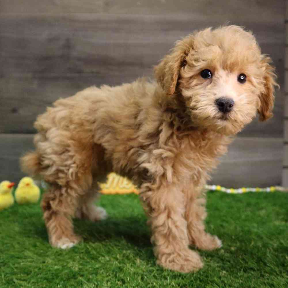 Mini Goldendoodle Puppy for sale Four Paws and a Tail